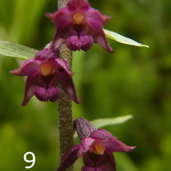 Rote Stendelwurz Epipactis atrorubens